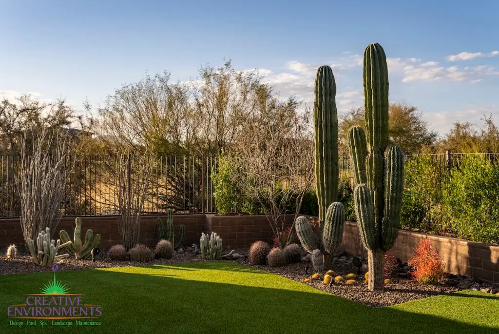 Custom backyard design with metal fencing, cactus and other desert plants.