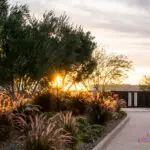 Custom community entrance with metal entrance gate, organized planting and desert contemporary vibes.