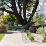 Front yard design with pavers and organized planting