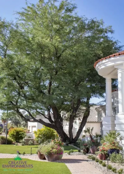 Front yard design with large Ironwood tree